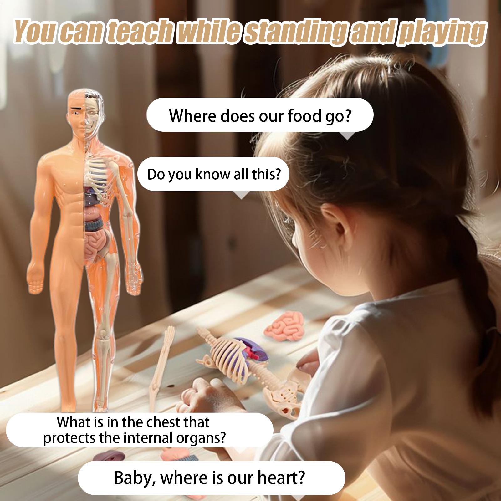 Menselijk skeletmodel voor ana - Kids Education Usa recensie en prijs