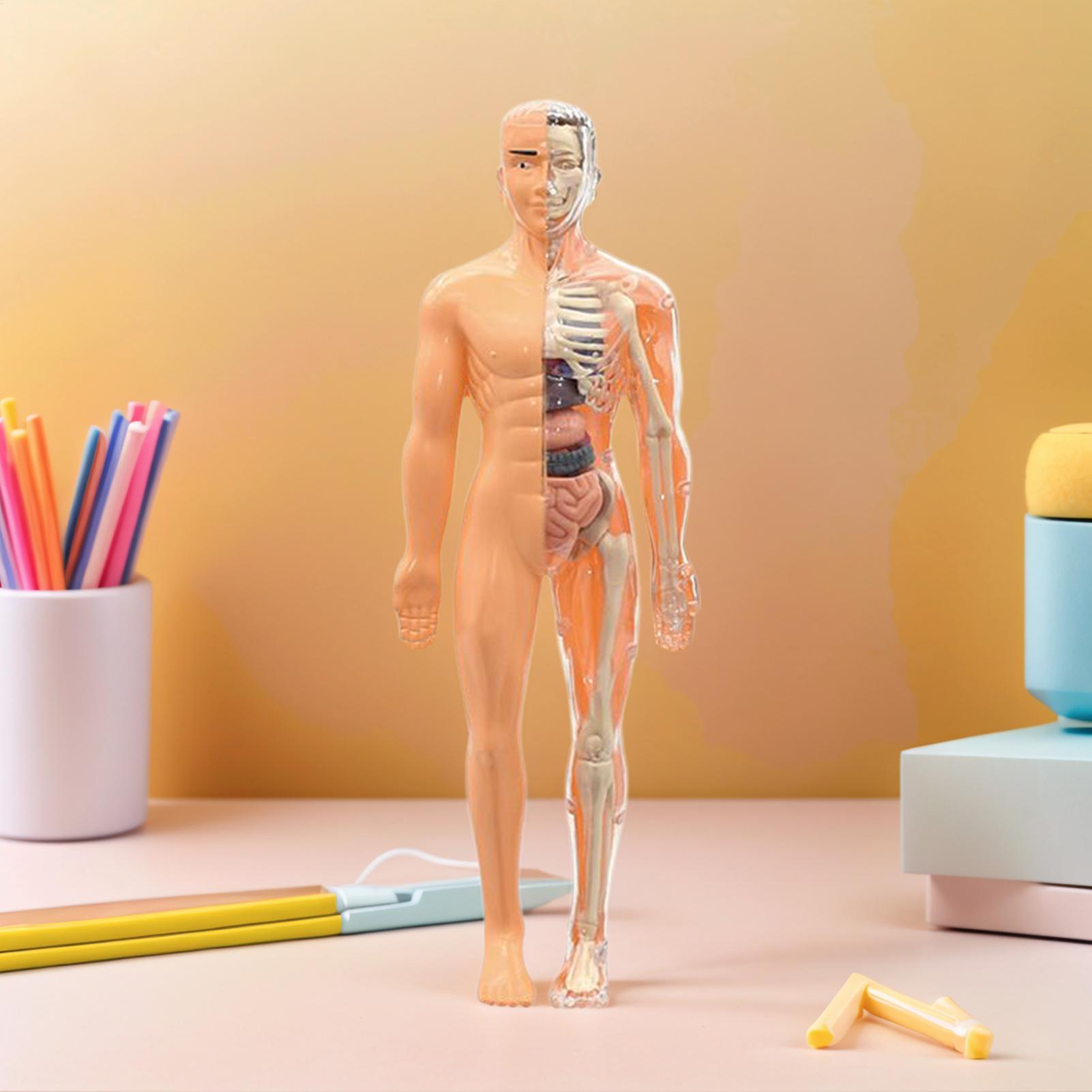 Menselijk skeletmodel voor ana - Kids Education Usa recensie en prijs