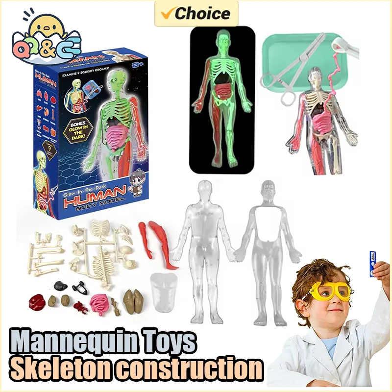 Menselijk skelet orgel anatomi - Kids Nature Education recensie en prijs